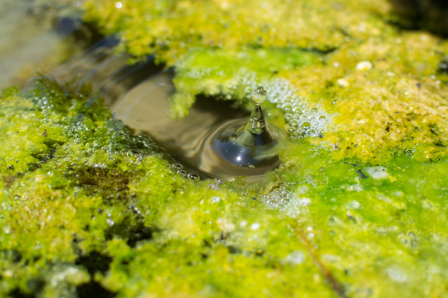 Comment supprimer les algues de mon étang ? I Etang-solution