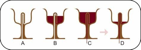 Siphon - cloche - coupe à vin